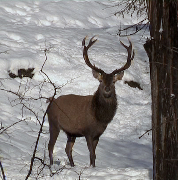 ungulati nelle prealpi comasche